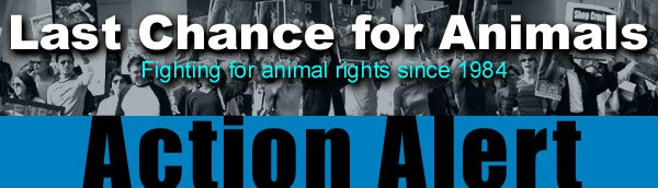 action alert header old