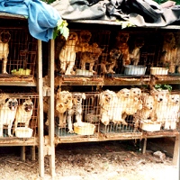 ban puppy mills