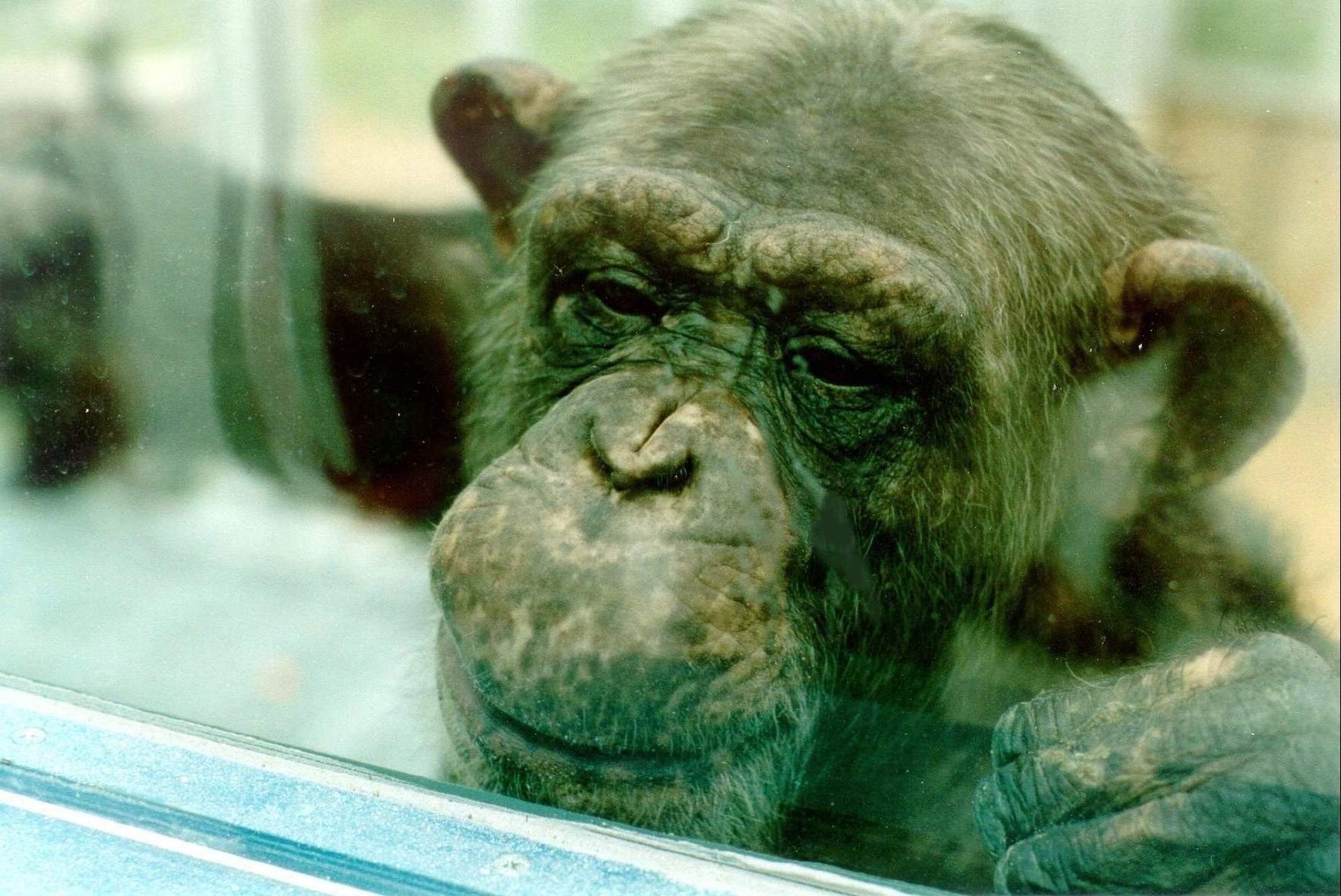 Female chimpanzee behind research glass