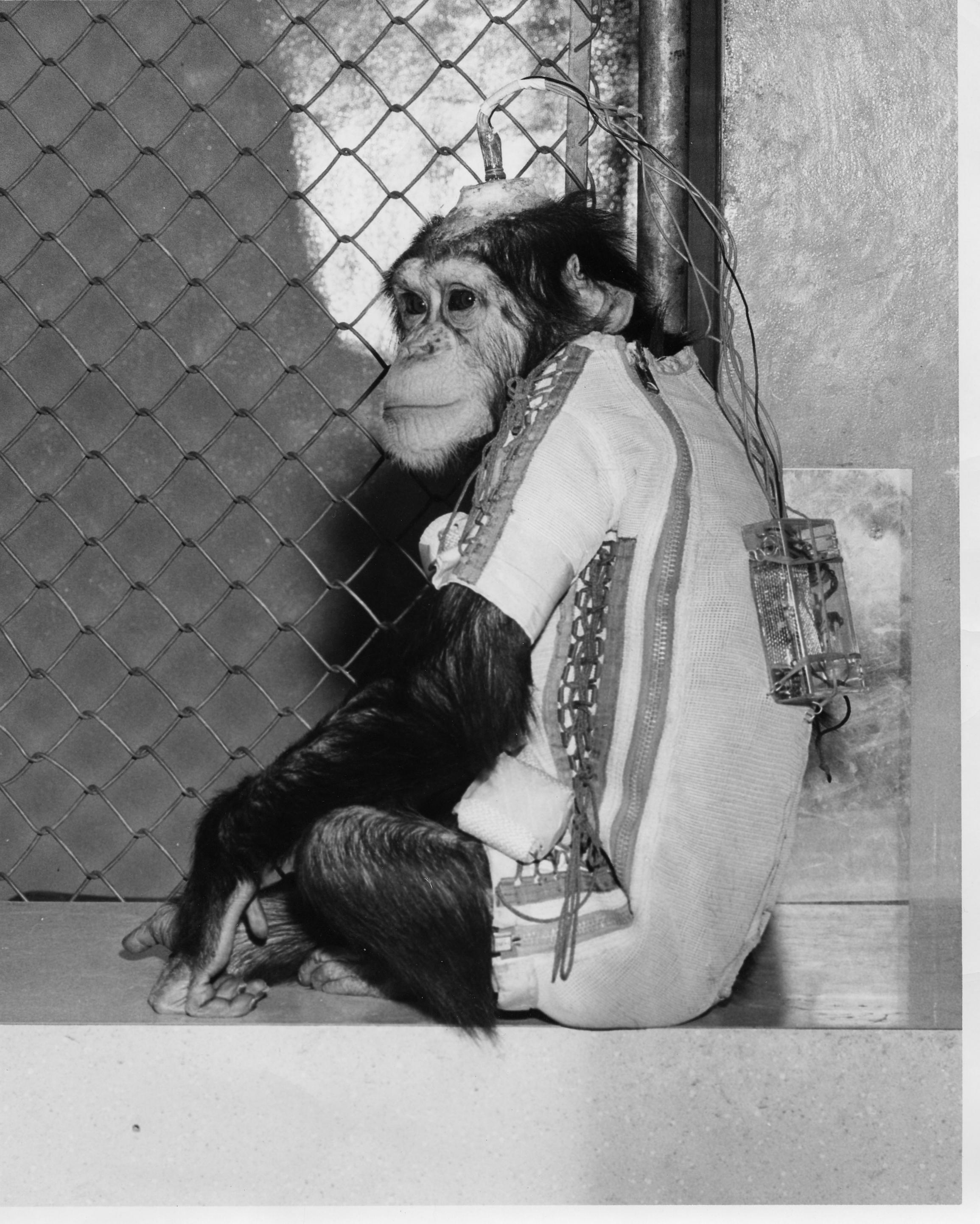 Chimpanzee subjected to continuous electric shocks via electrodes attached to exposed brain tissue