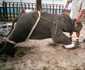 Baby elephant being trained to obey humans through the use of pain and abuse