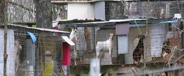 gov exposes puppy mills