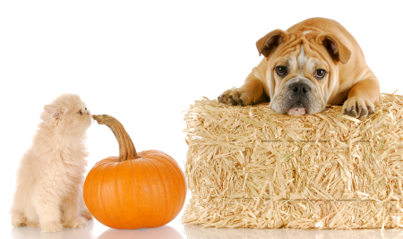 halloween cat dog pumpkin