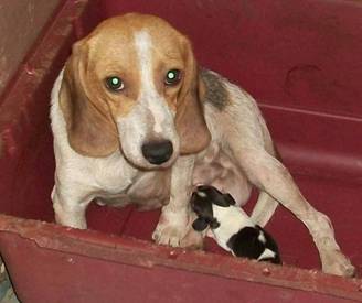 Nursing Beagle at Hawaiian Puppy Mill