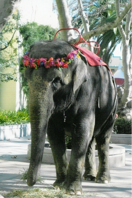 Dixie, forced to provide elephant rides