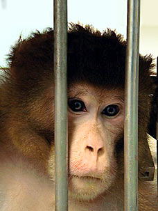 Captive chimpanzee