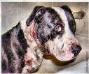 Rescued Michael Vick fighting dog