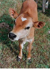 kid calf