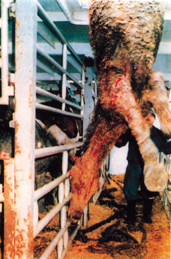 horse slaughtered