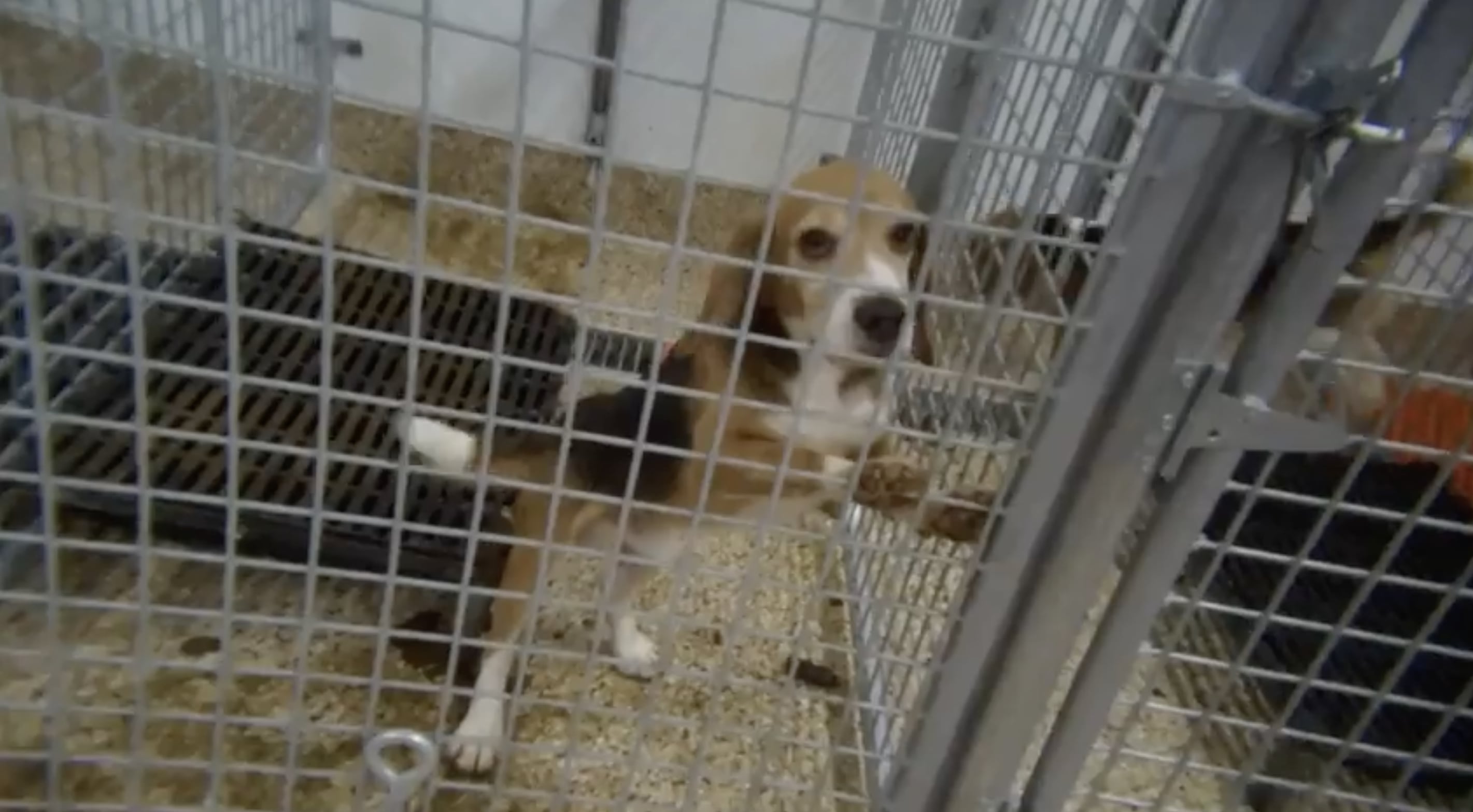Dog In Quarantine Pen