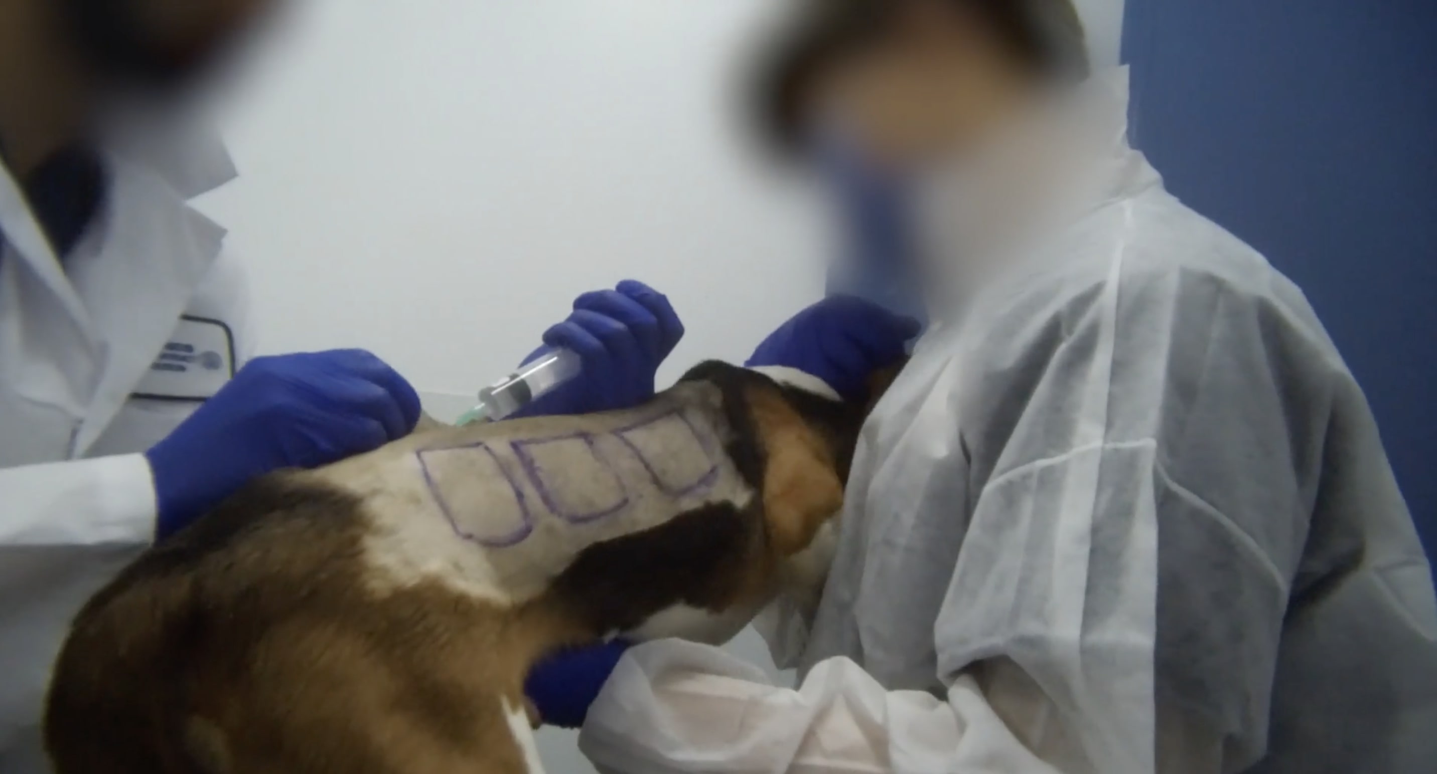 Dog With Injection Sites
