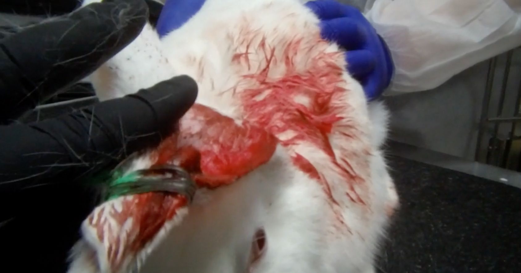 Bloody Ears