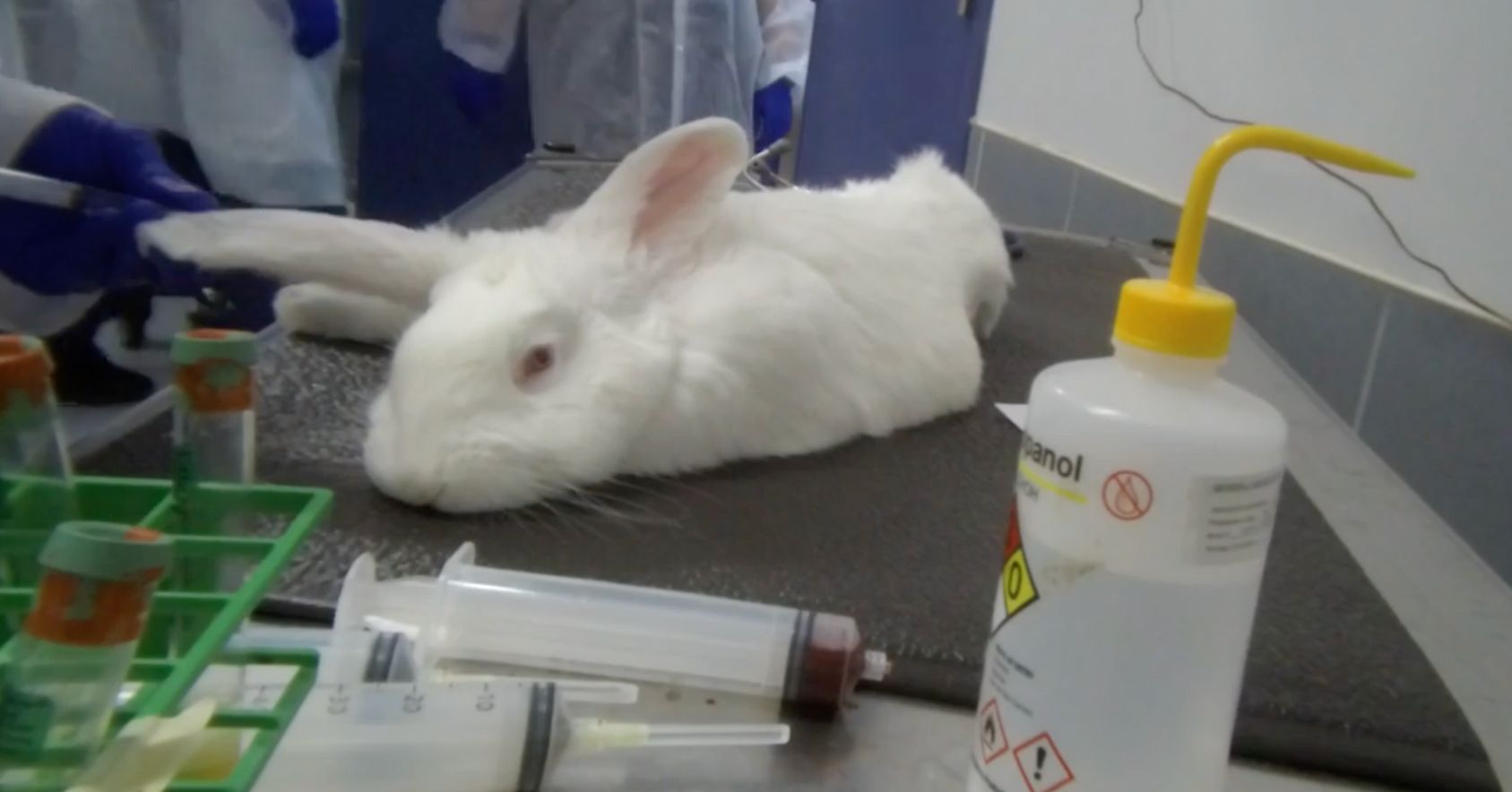 Dead Rabbit On Table