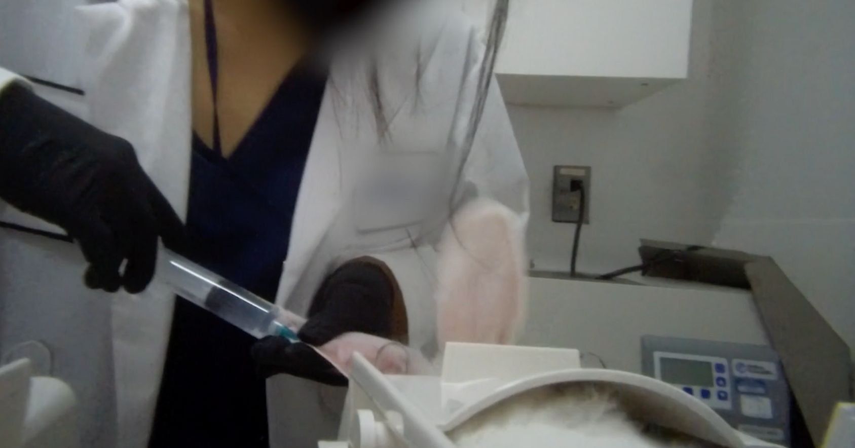 Ear Vein Injection