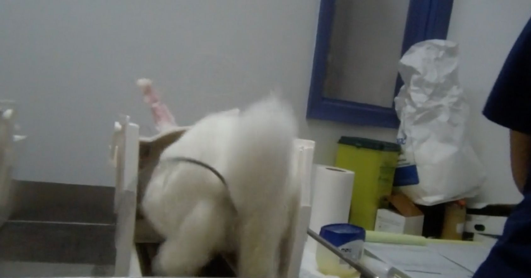 Rabbit Kicking In Restrainer