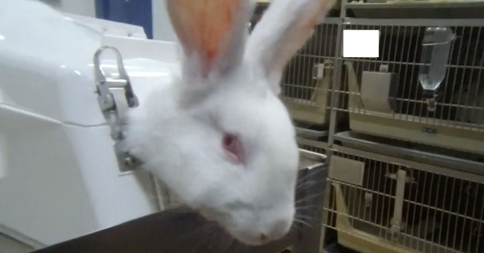 Rabbit In Restrainer