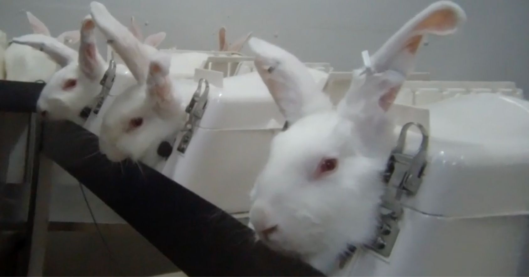 Rabbits In Restrainers