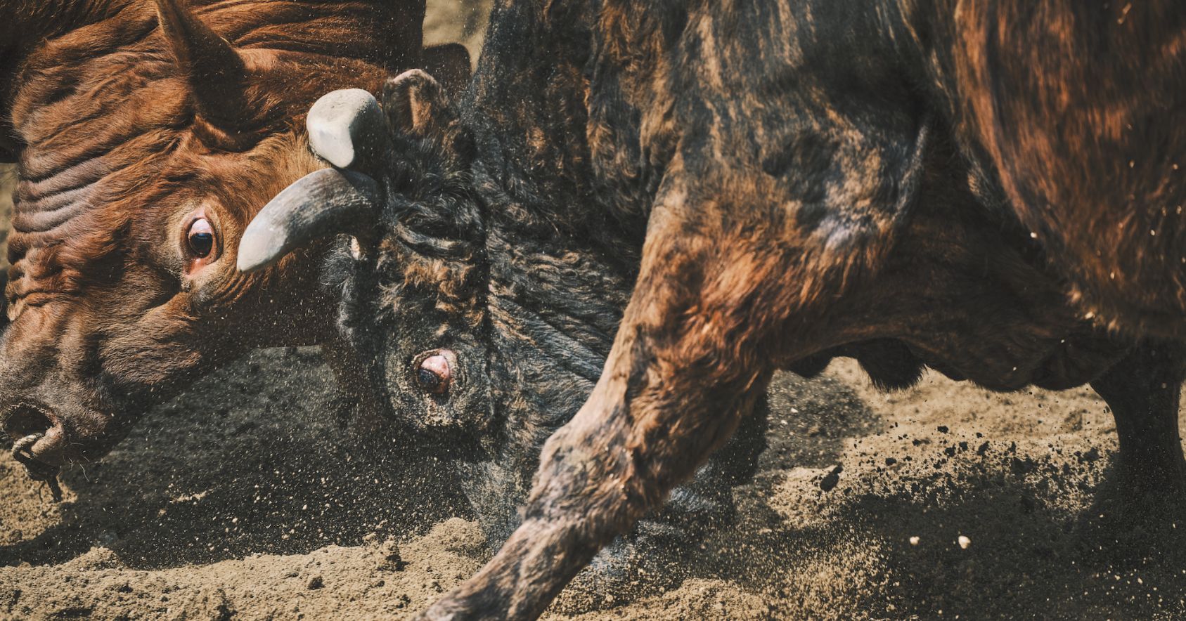 Bulls Fighting Head On