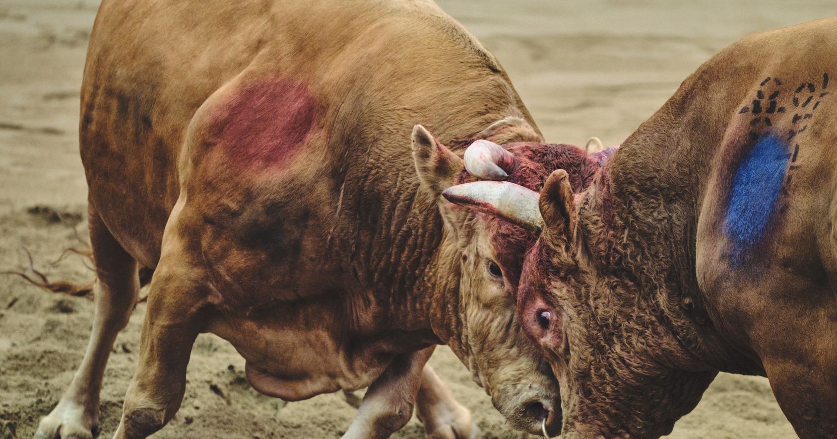 Bulls Fighting Head On