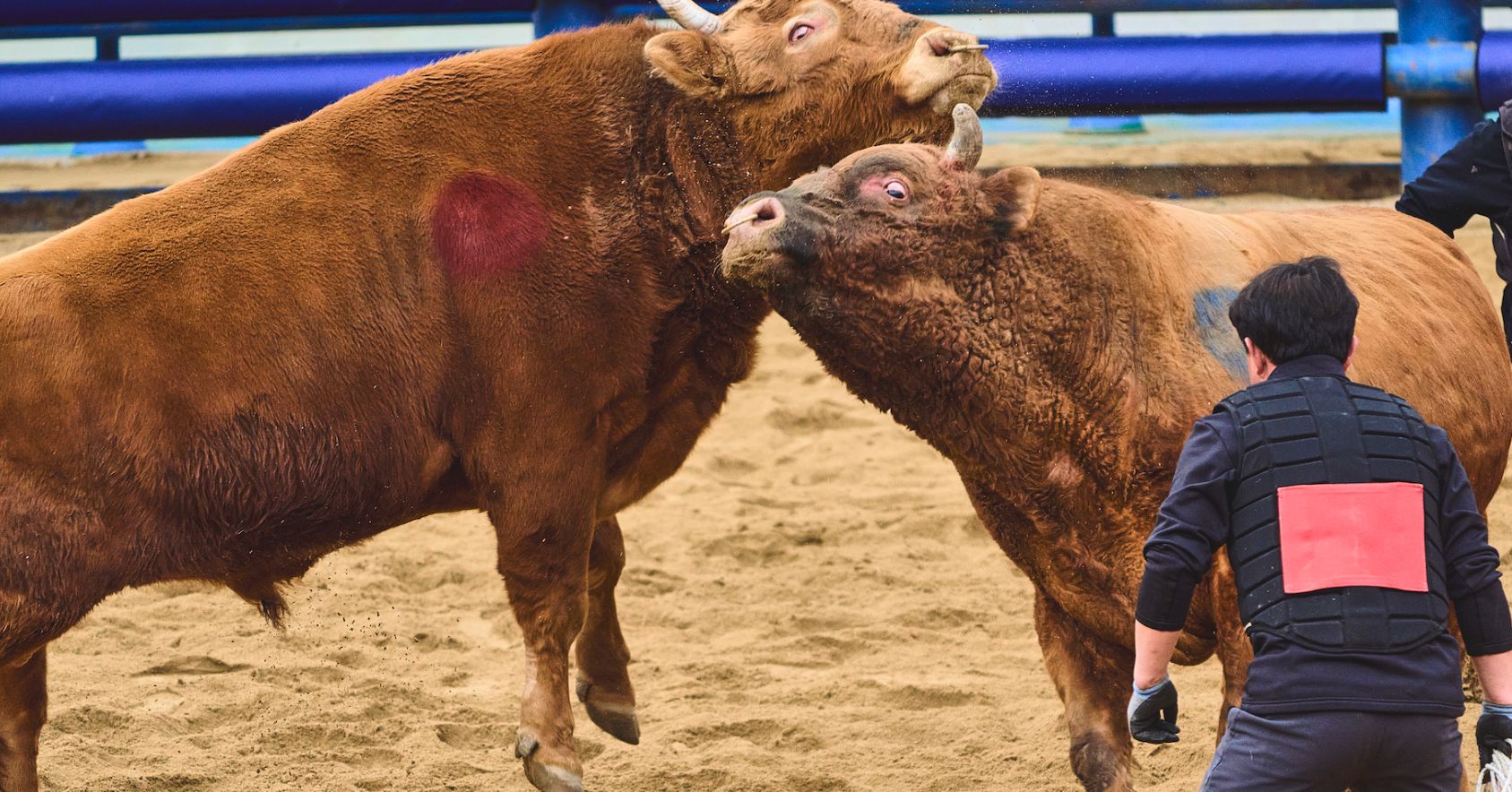 Bulls Fighting