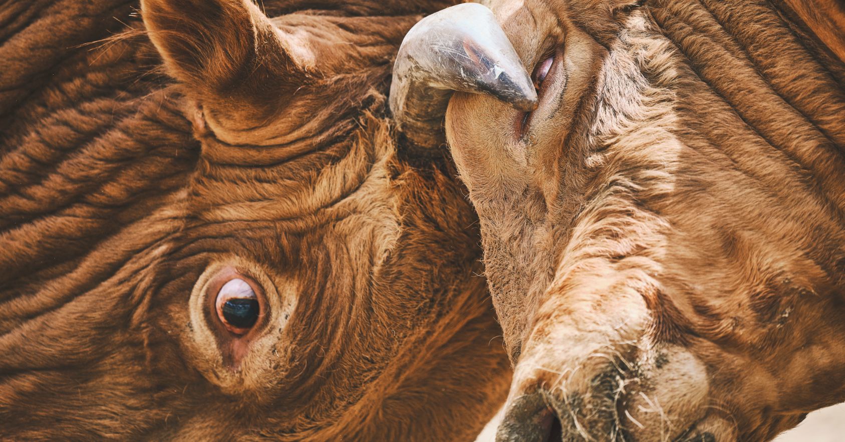 Bulls Fighting Horn In Eye
