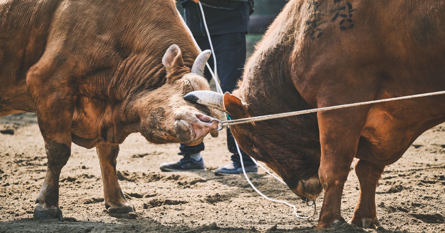 Bulls Fighting Horn Near Eye