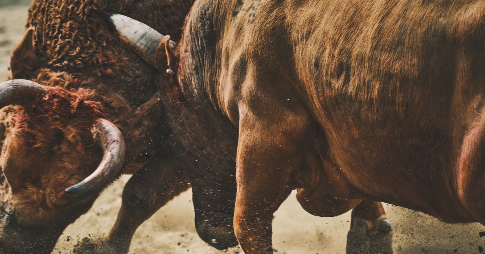 Bulls Fighting Ramming Into Side
