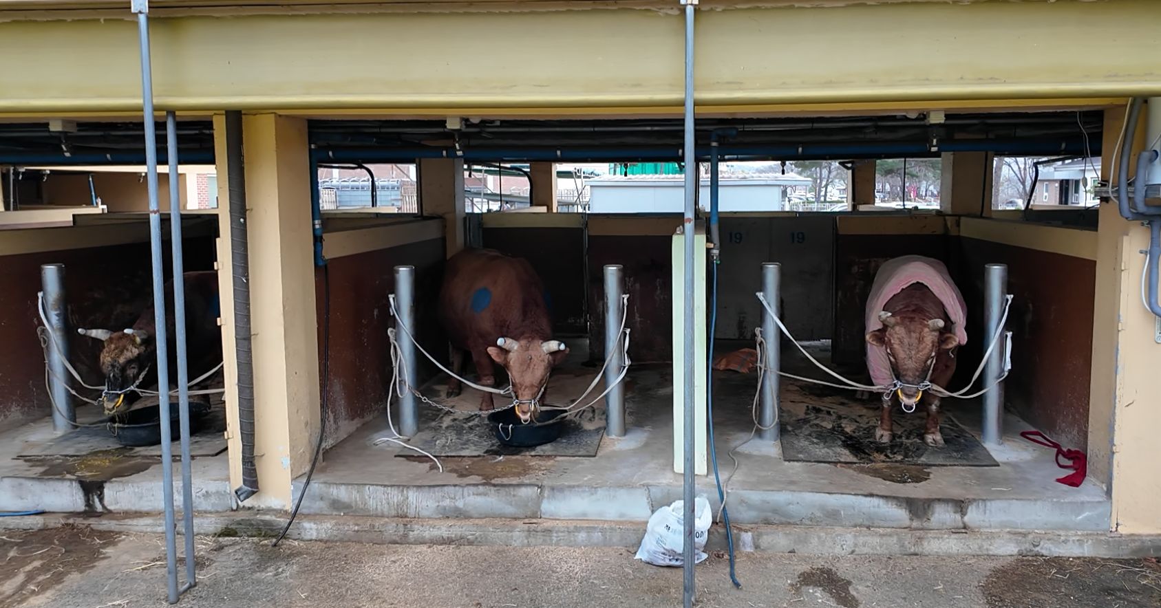Bulls Tethered In Stalls