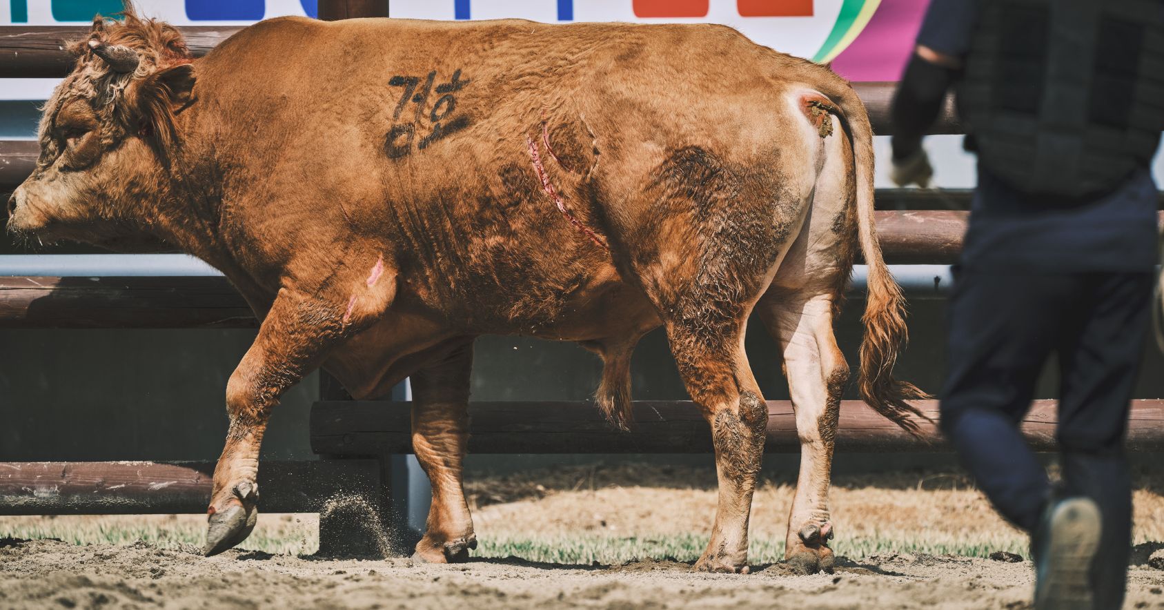Injured Bull