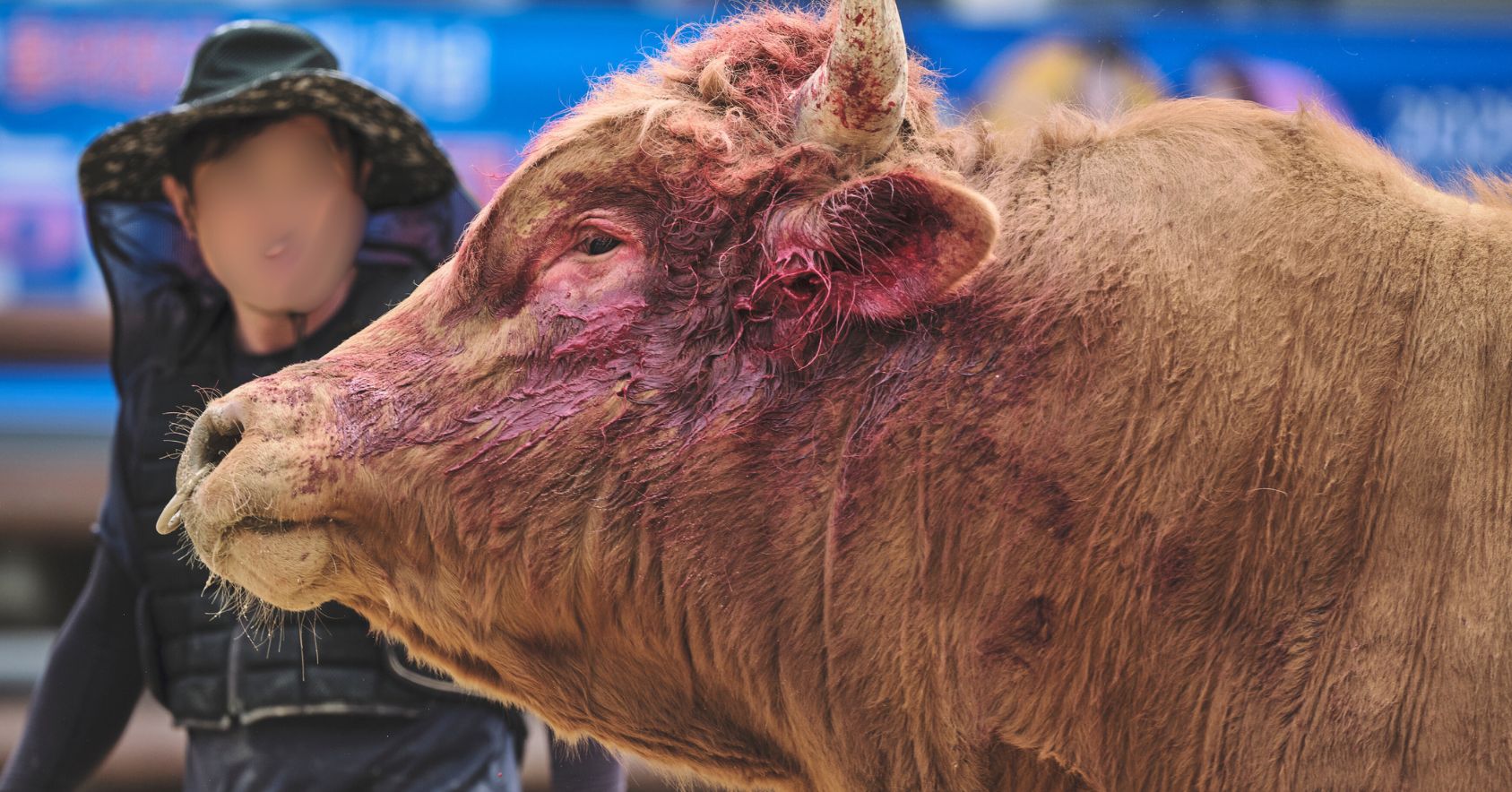 Injured Bull