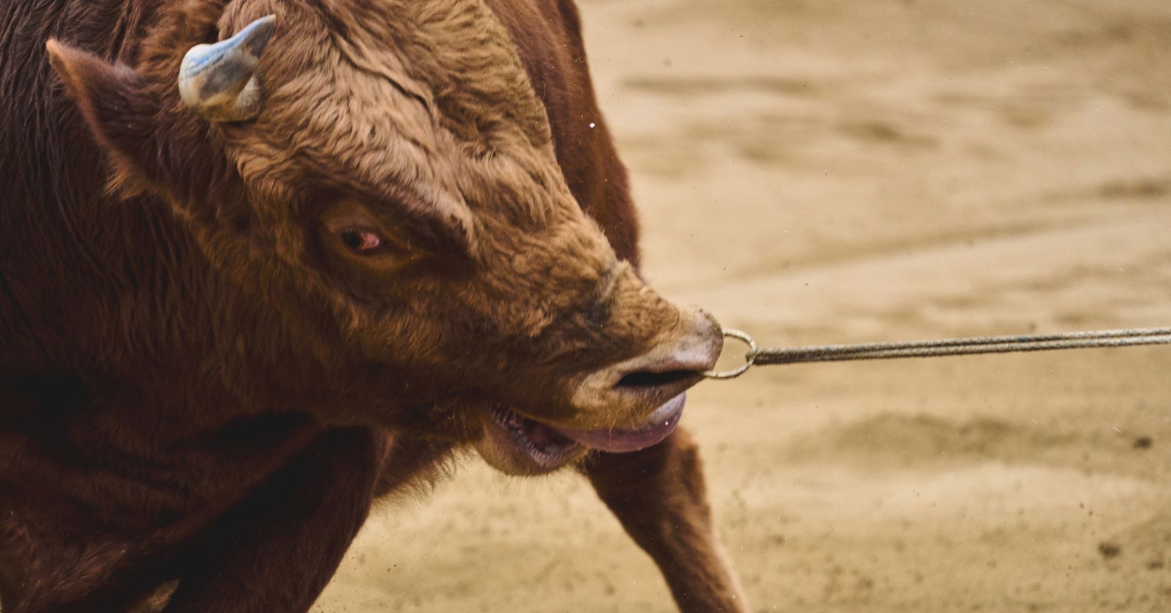 Bull Being Pulled By Nose