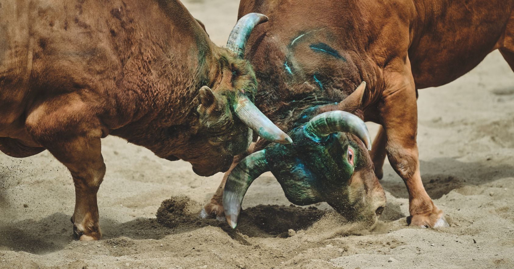 Injured Bulls With Allerspray Fighting