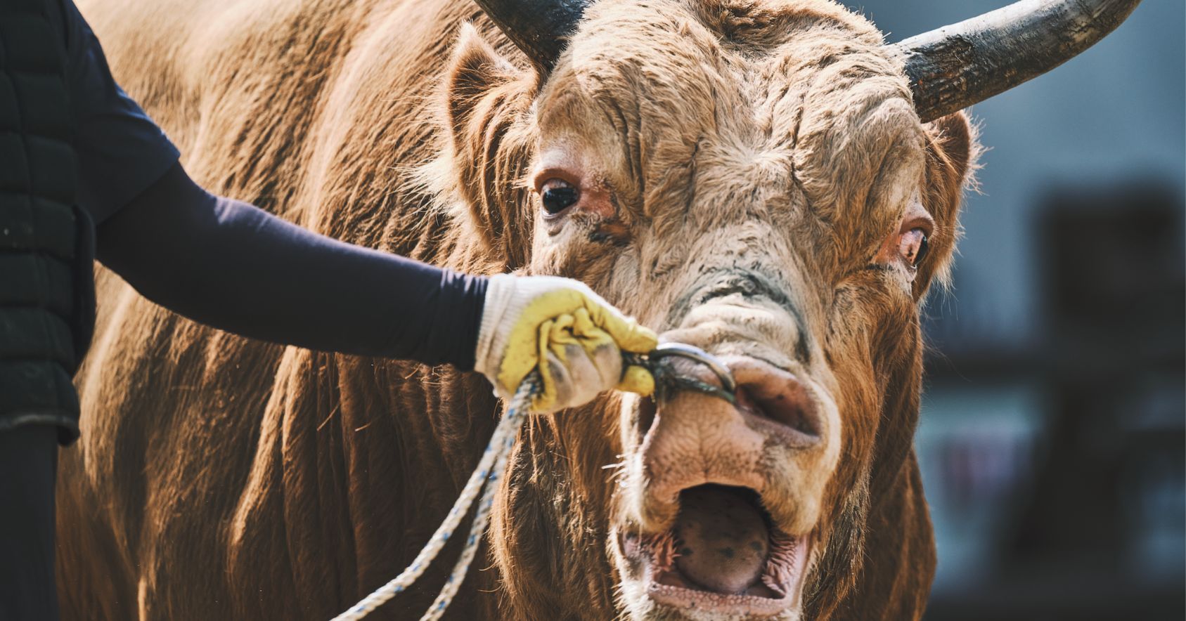 Bull Being Pulled By Nose