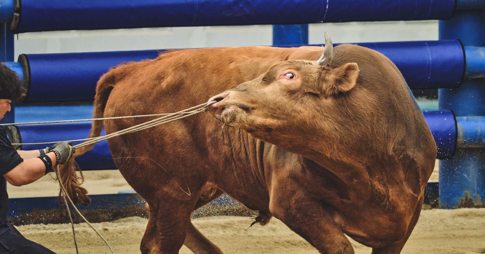 Bull Being Pulled By Nose