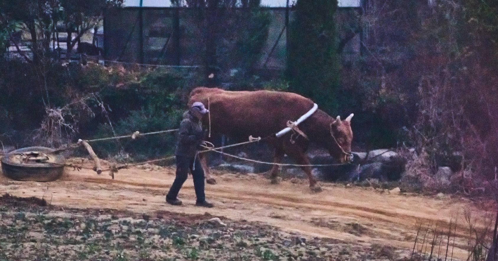 Bull Being Trained