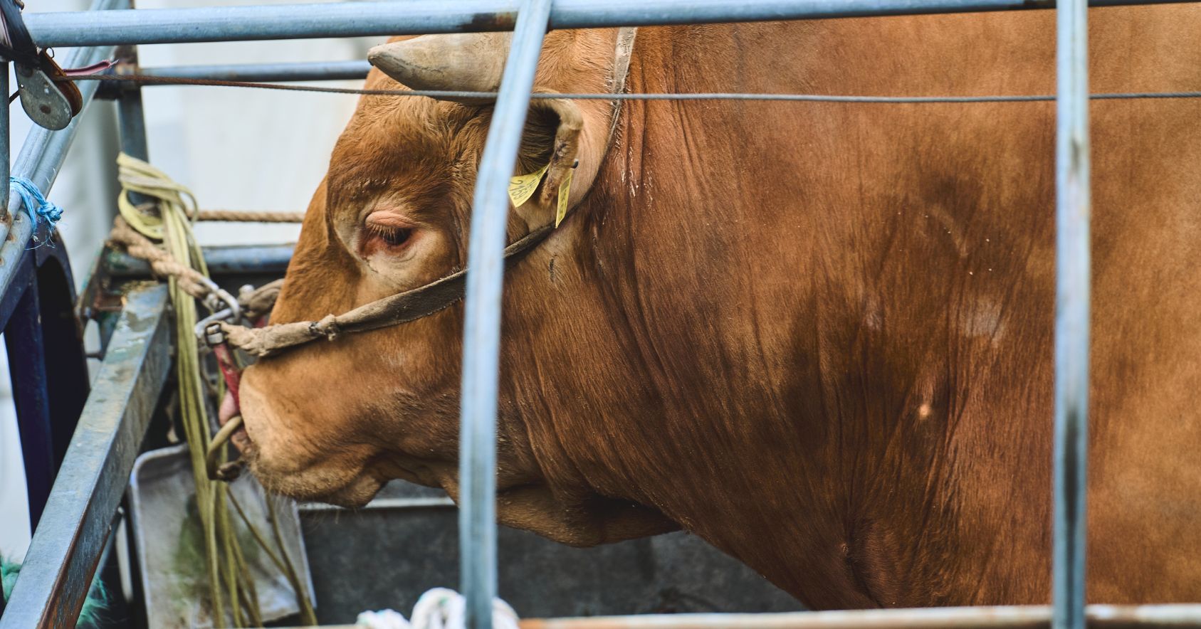 Bull Tethered During Transport