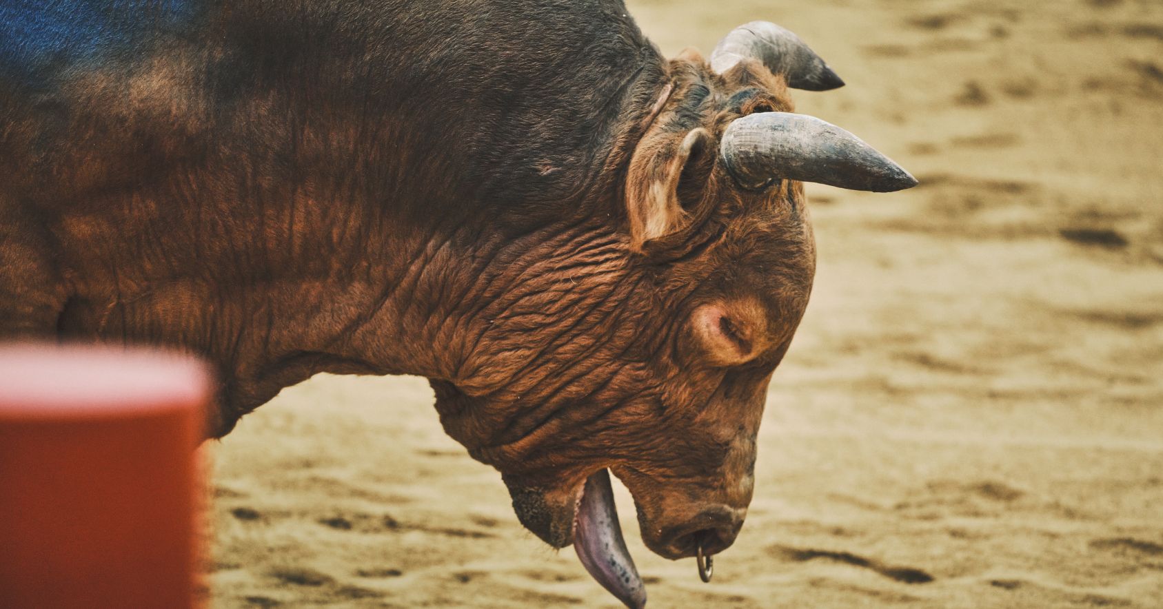Bull Panting