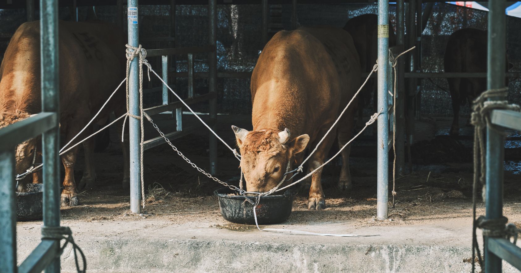 Bull Tethered In Tight Space