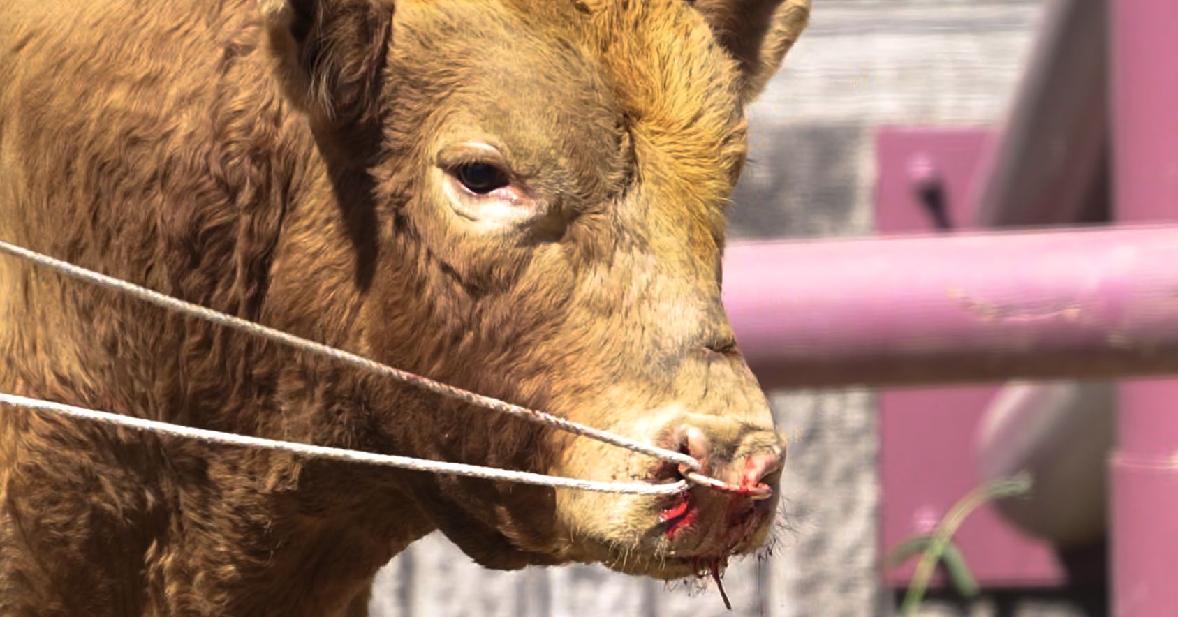 Bull With Bloody Nose