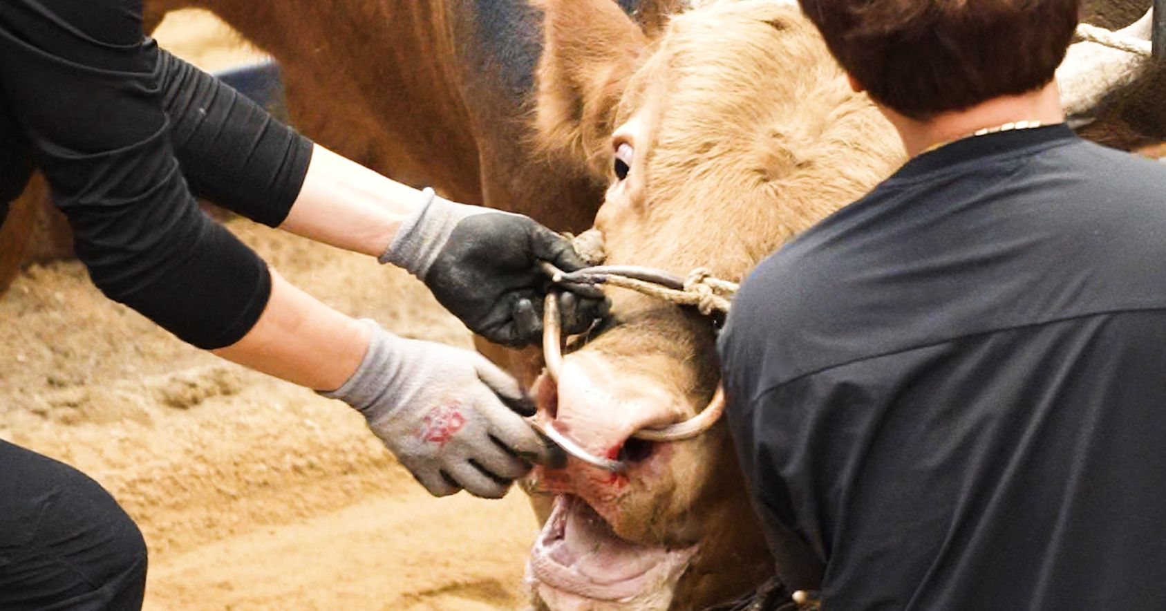 Bull With Bloody Nose
