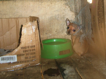 Terrified Chihuahua in Costa Rica puppy mill