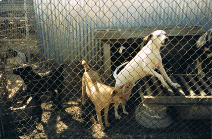 Caged dogs at Ruggiero's kennels