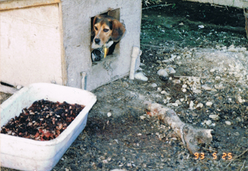 Chained dog in filthy conditions at Stebanes Circle S Ranch