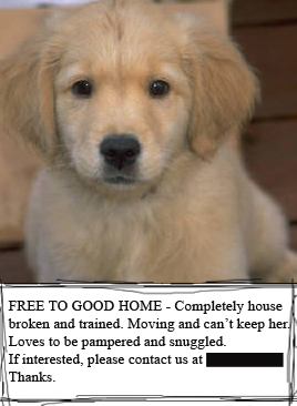 "Free to good home" ad
