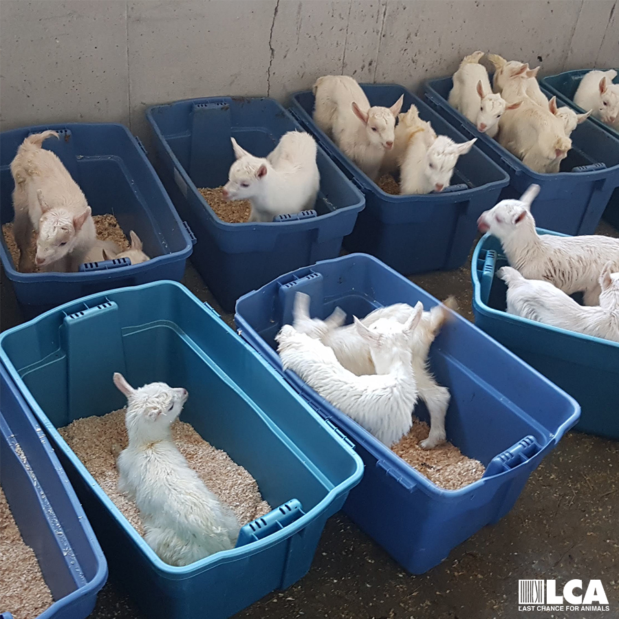baby goats separated from mothers