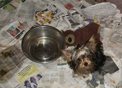 Hawaiian puppy mill dog in filthy cage