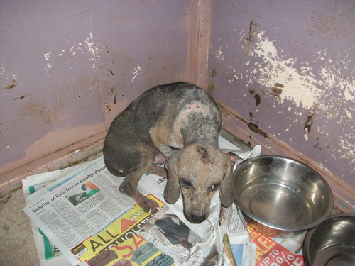 Beagle with an advanced case of mange