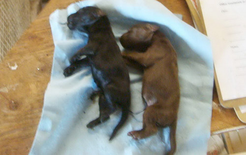 LCA’s undercover investigator was told to throw dead puppies like these in the trash bin for pick up