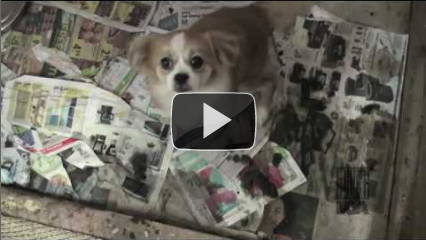 Watch LCA's undercover tage inside the puppy mill