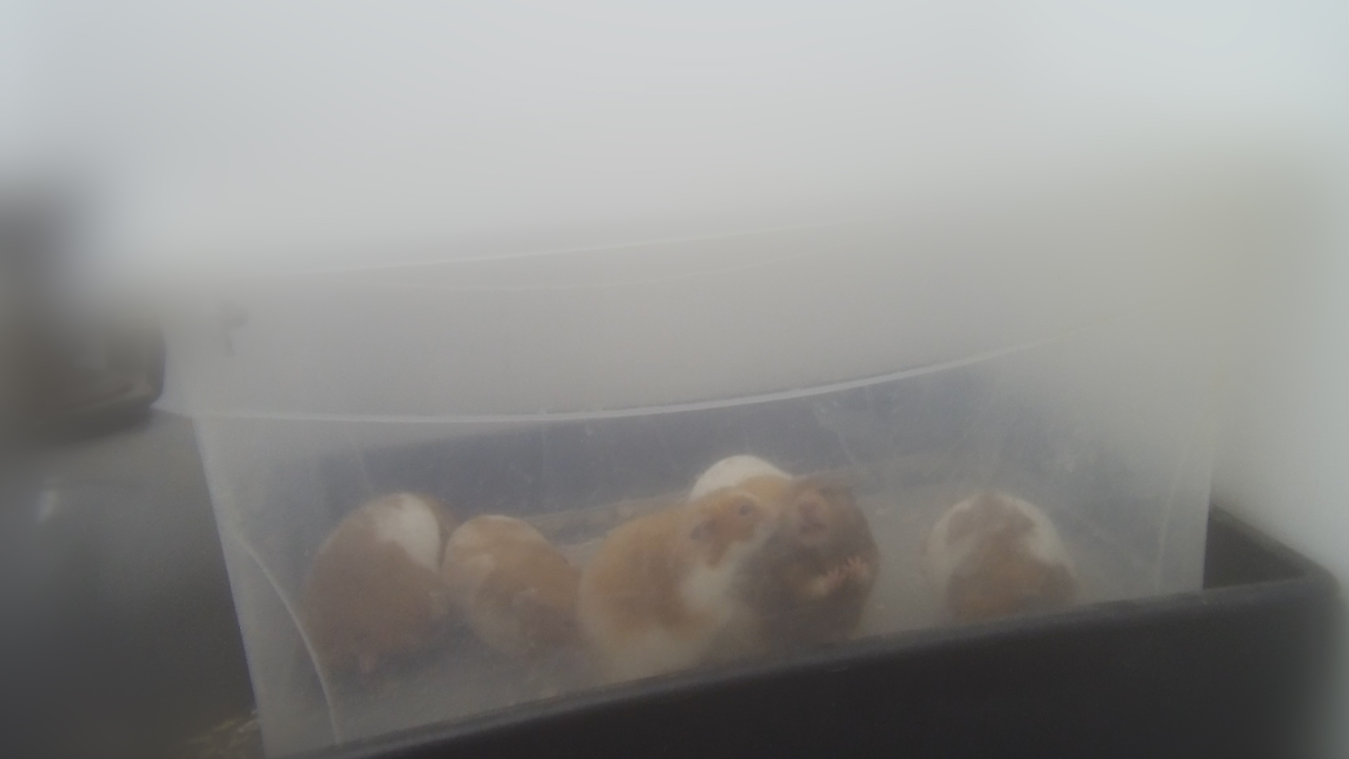 Hamsters_in_trash_can_at_breeding_mill
